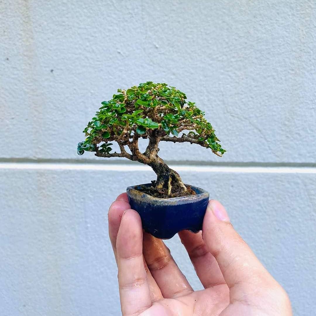 Journal biljka mjeseca: Bonsai – drvo koje simbolizira smirenje i harmoniju