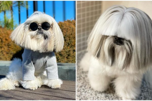 Journal Pets: Psić s najupečatljivijim frizurama na Instagramu