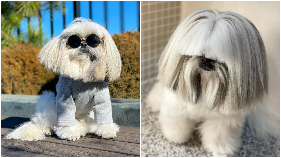 Journal Pets: Psić s najupečatljivijim frizurama na Instagramu