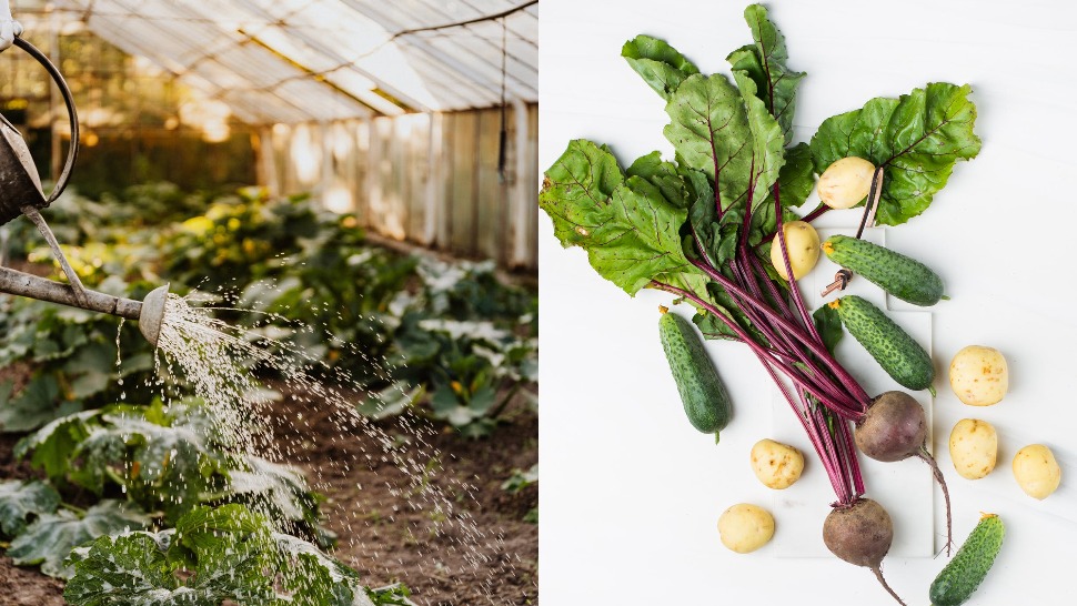 Gruntek: Unajmite vrt u kojem će stručnjaci za vas uzgajati eko povrće