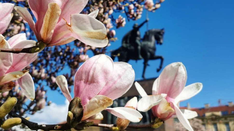 Procvjetale su veličanstvene magnolije na zagrebačkom Tomislavcu