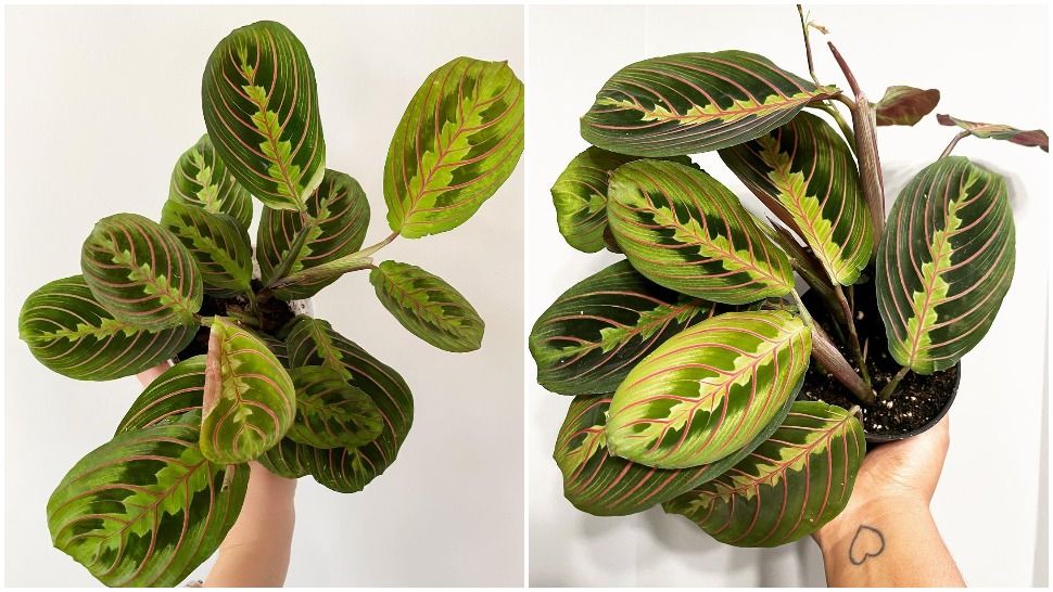 Journal biljka mjeseca: Red Maranta Prayer Plant simbolizira zahvalnost