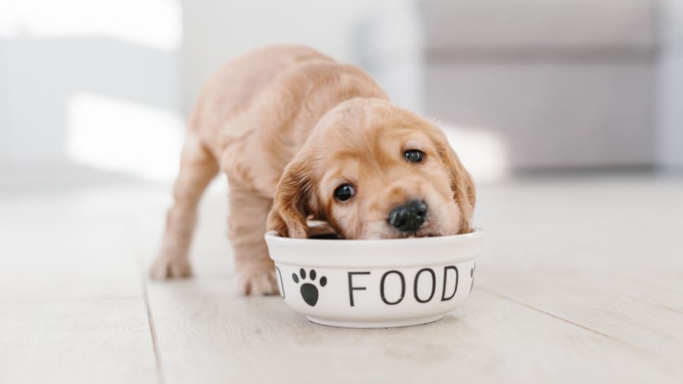 Jeste li znali da pravilnom prehranom kod štenaca možete pojačati njihov imunitet za 50%?