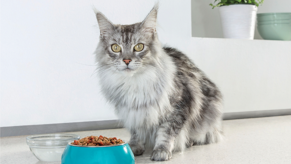 Nova hrana za mace koja sadrži jedan top sastojak za jačanje imuniteta