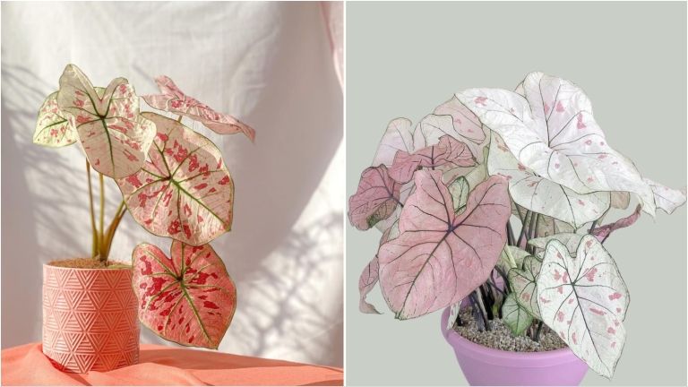 caladium-naslovna