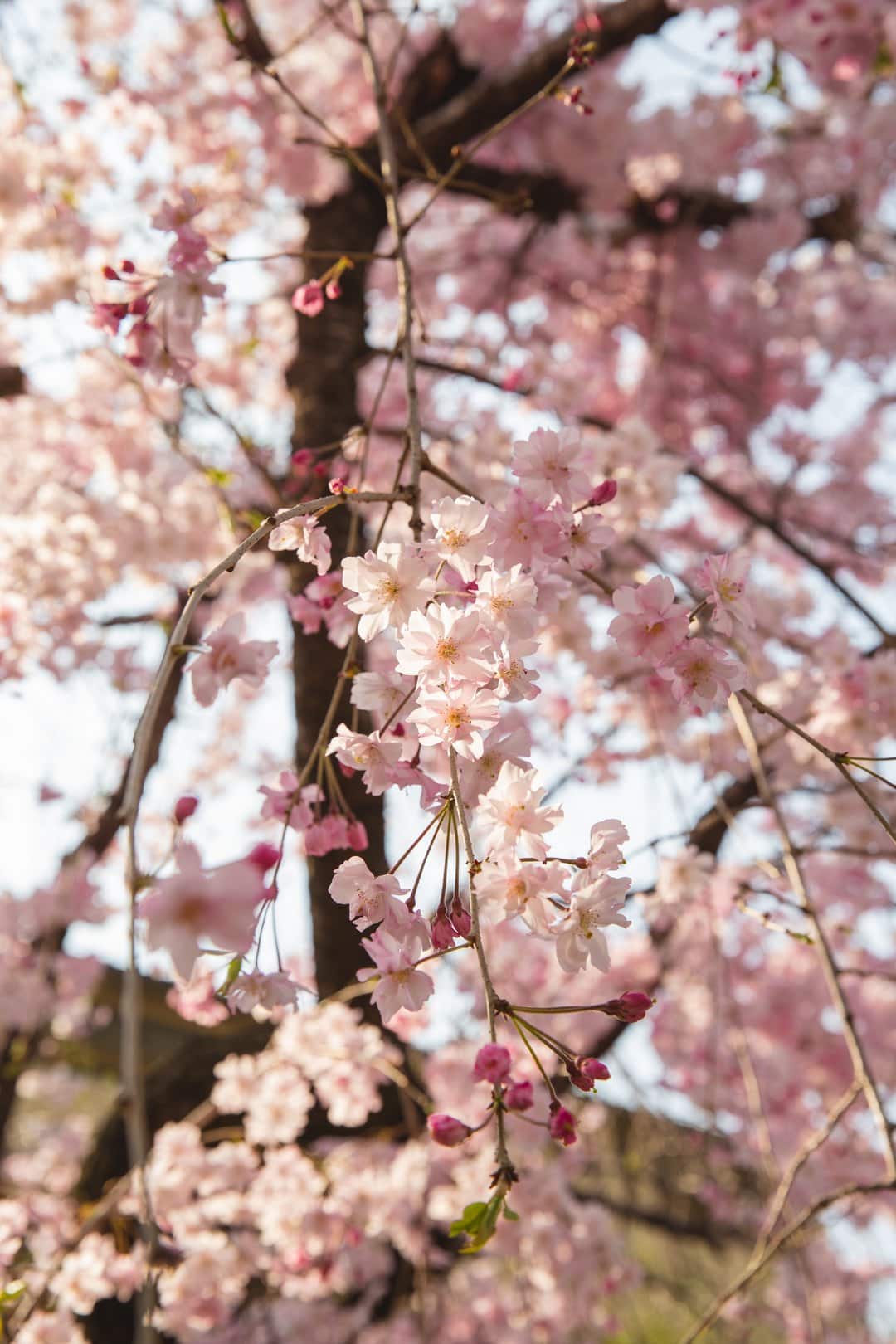 Green Tea Sakura Blossom