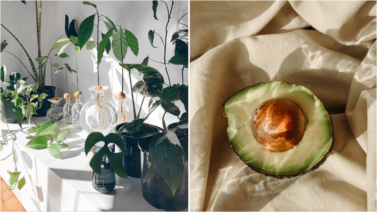 Mi znamo kako uzgojiti avokado iz koštice, a vi isprobajte