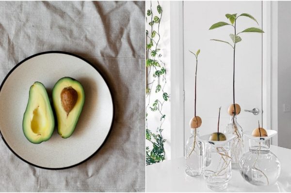 Mi znamo kako uzgojiti avokado iz koštice, a vi isprobajte