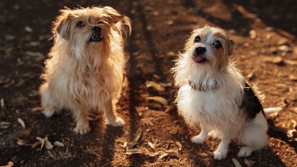 Journal Pets: Pogledajte koje su sve njuške došle na dobrotvorni Good Cause event