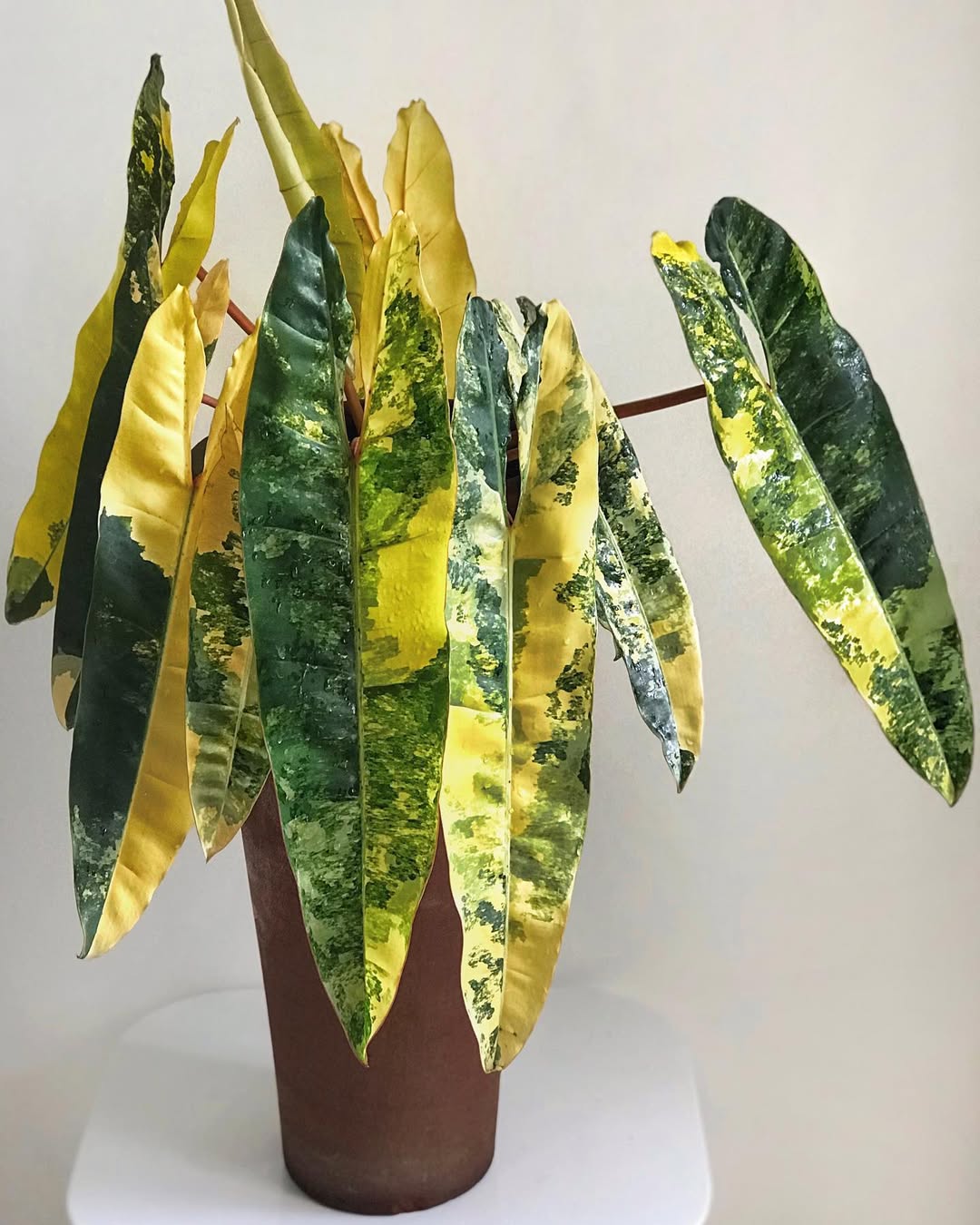Journal biljka mjeseca: Philodendron billietiae variegated
