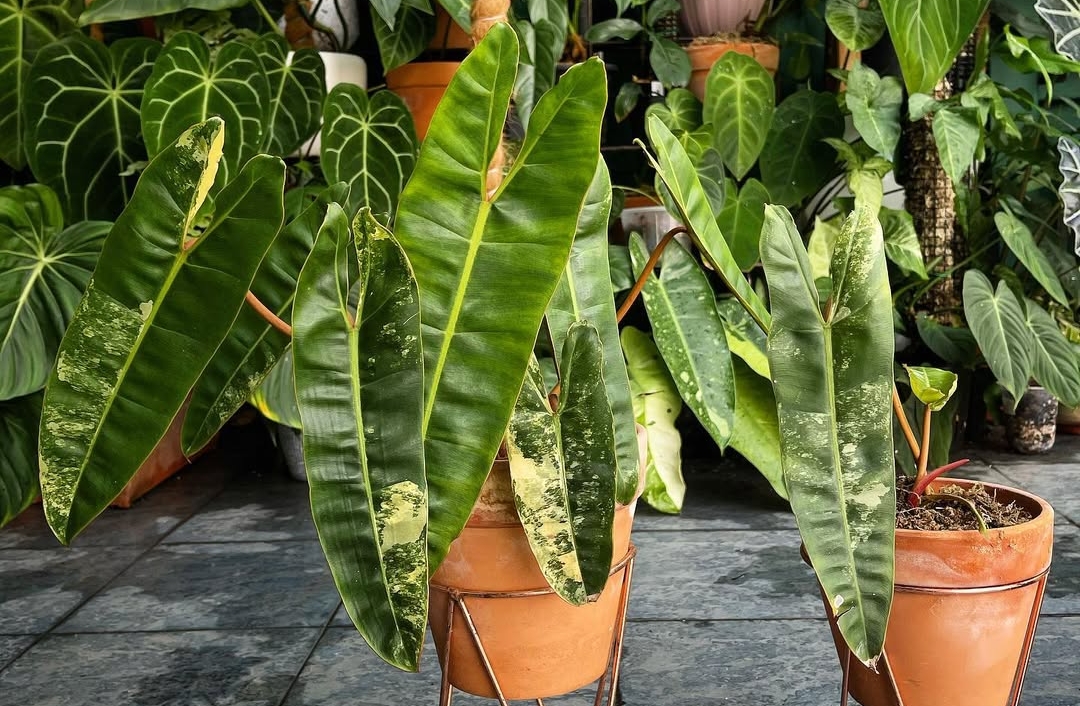 Journal biljka mjeseca: Philodendron billietiae variegated