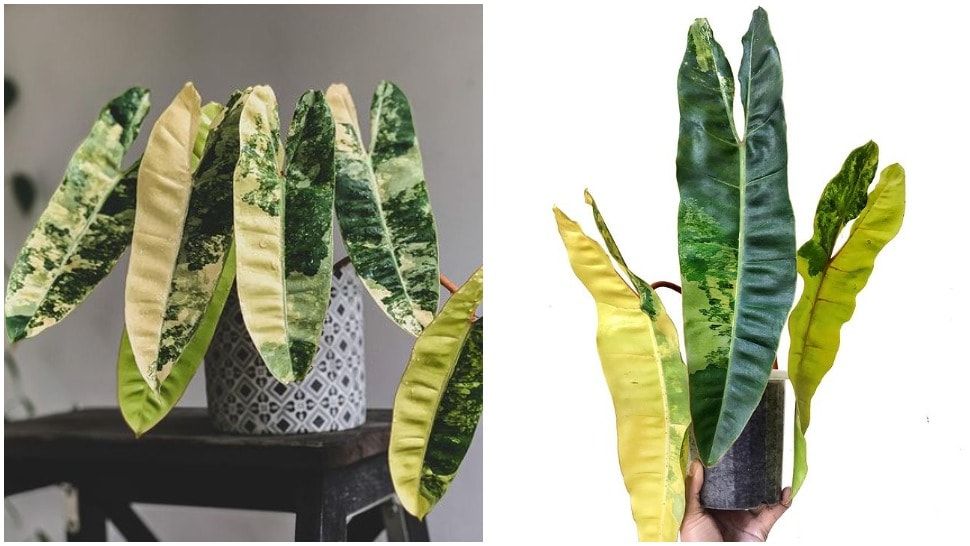 Journal biljka mjeseca: Philodendron billietiae variegated