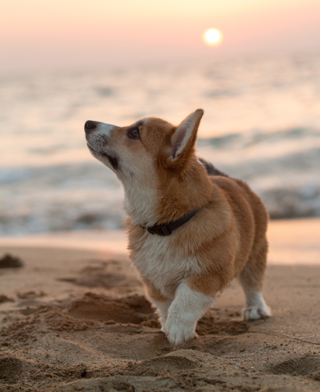 najljepše plaže za pse