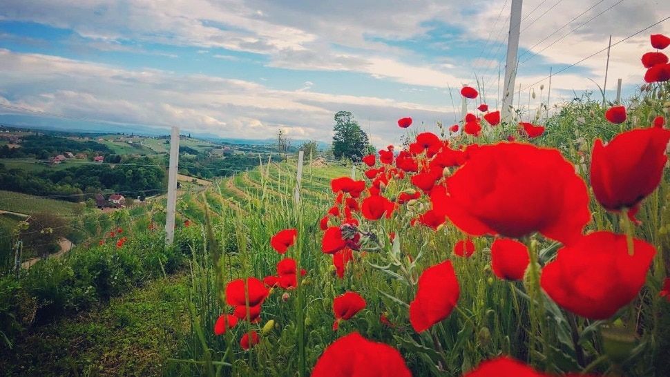 Rezervirajte zadnji vikend kolovoza za “Jazz u vinogradu” u čarobnom Međimurju