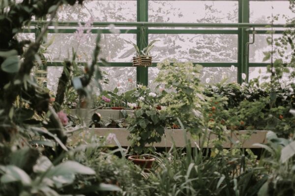 Vidimo se u subotu u Botaničkom vrtu na velikoj rasprodaji biljaka