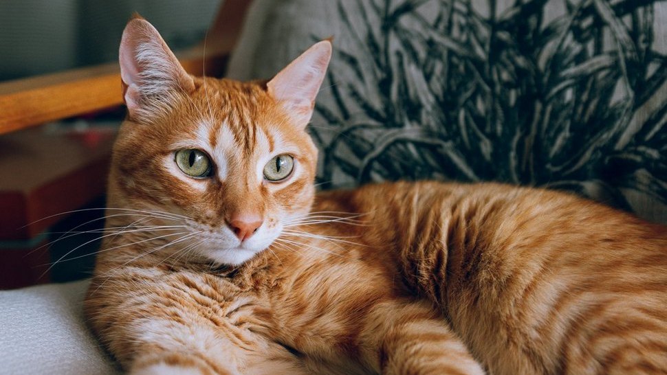 Journal Pets: Koje su prednosti sterilizacije za život vaše mačke?