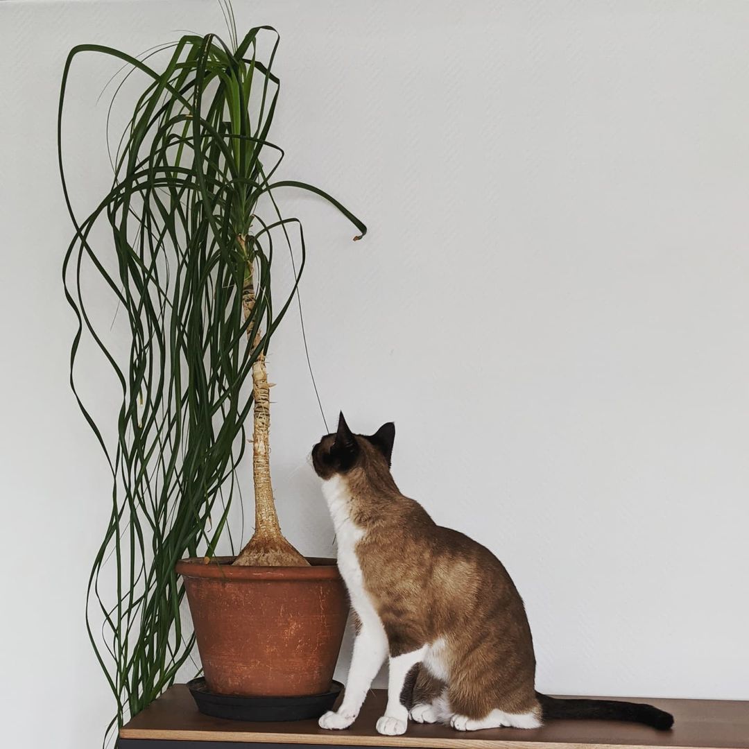 Journal biljka mjeseca: Ponytail Palm