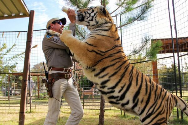 Trailer za drugi dio serije ‘Tiger King’ donosi novu dozu nadrealnog ludila