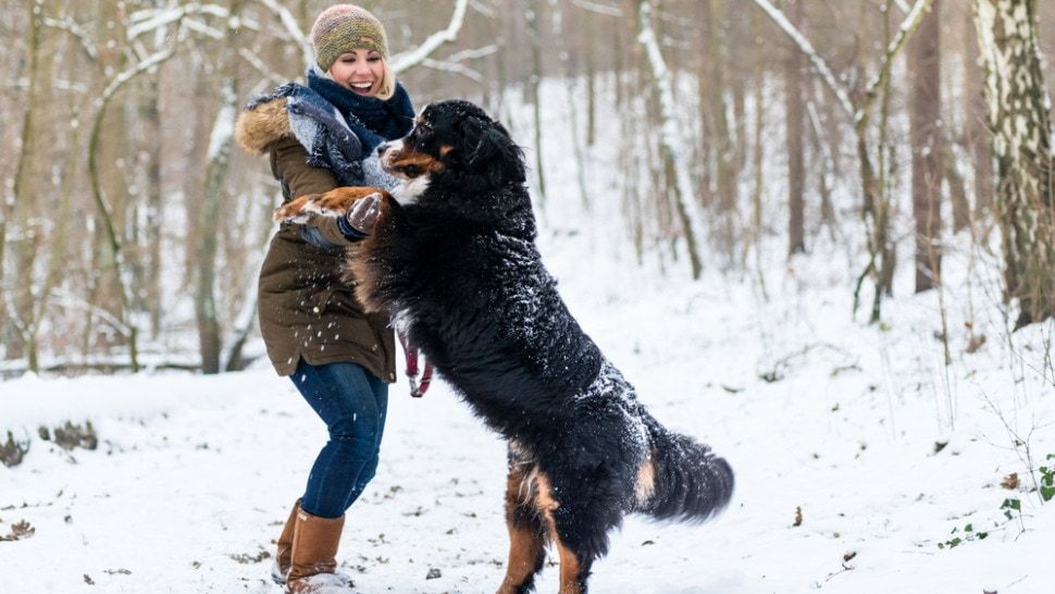 Purina traži inovativne start-upove kojima su u fokusu ljubimci