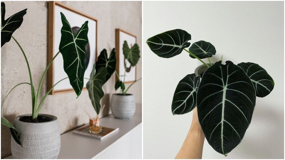 Journal biljka mjeseca: Alocasia Black Velvet