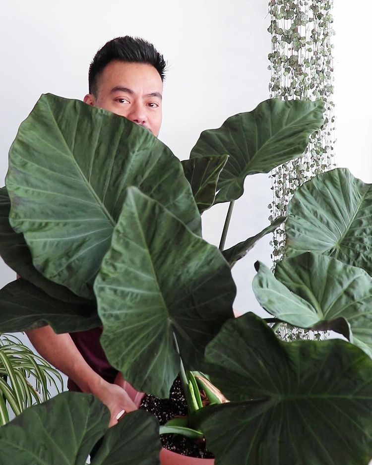 Na Instagram profilu Crazy plant guy saznat ćete sve što trebate znati o biljkama