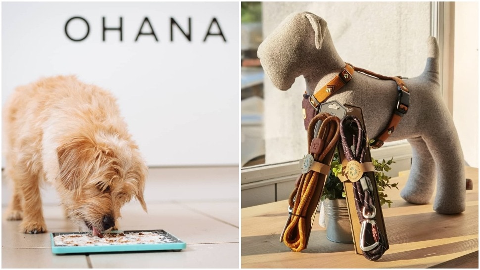 Journal Pets: Ohana je mjesto koje ima sve što treba sretnom psu