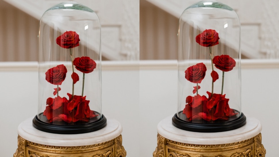 Poklonite za Valentinovo ove genijalne ruže u staklenim kupolama