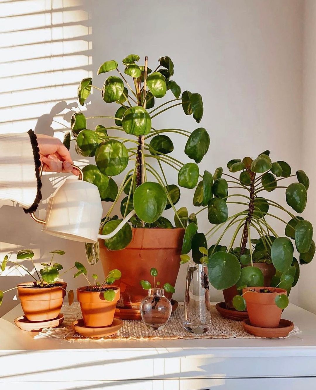 Journal biljka mjeseca: Pilea peperomioides