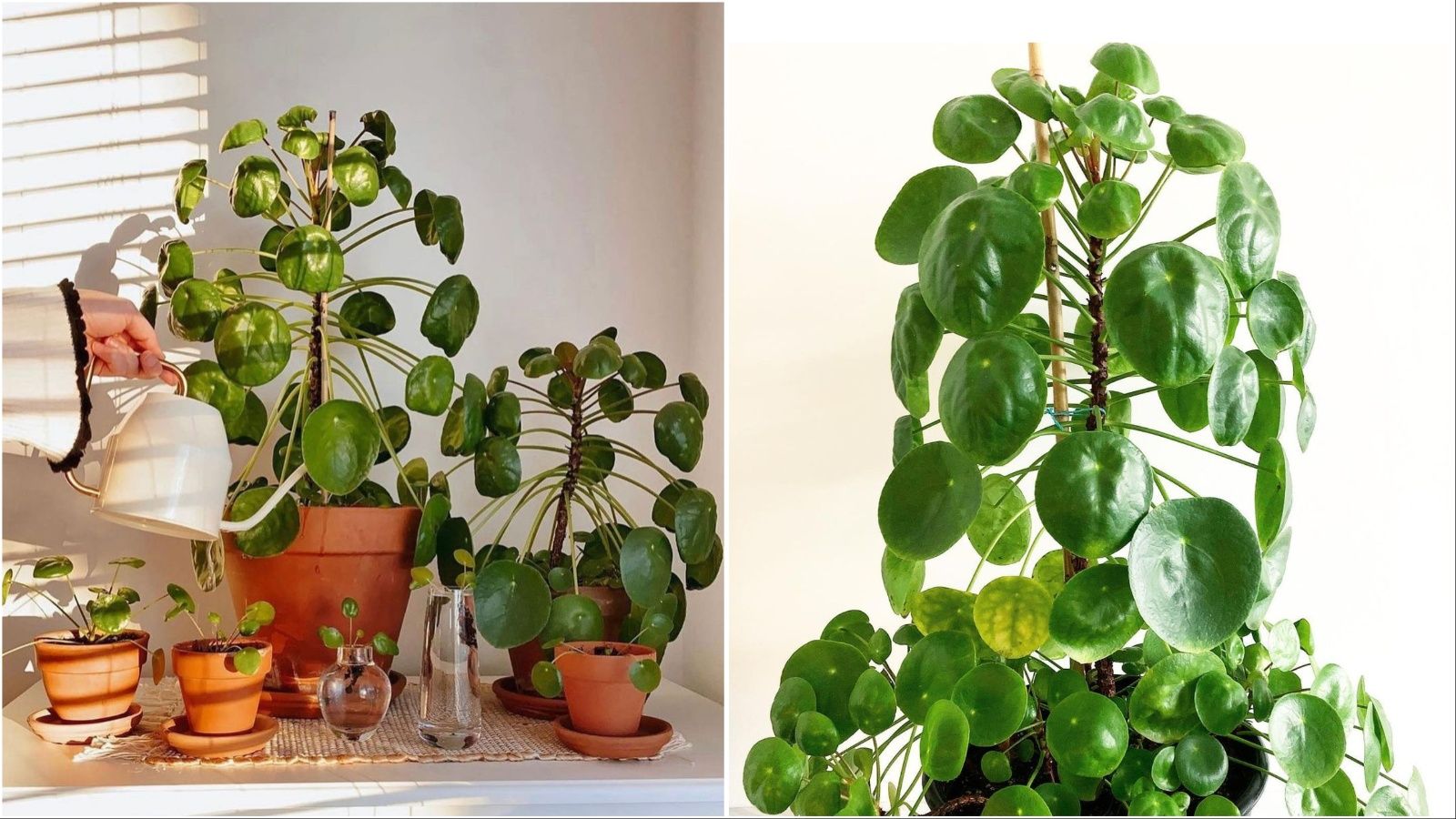 Journal biljka mjeseca: Pilea peperomioides