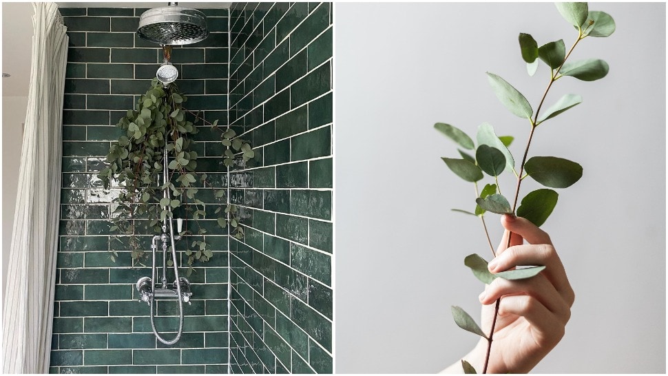 Zašto svi imaju grm eukaliptusa u kupaonici?