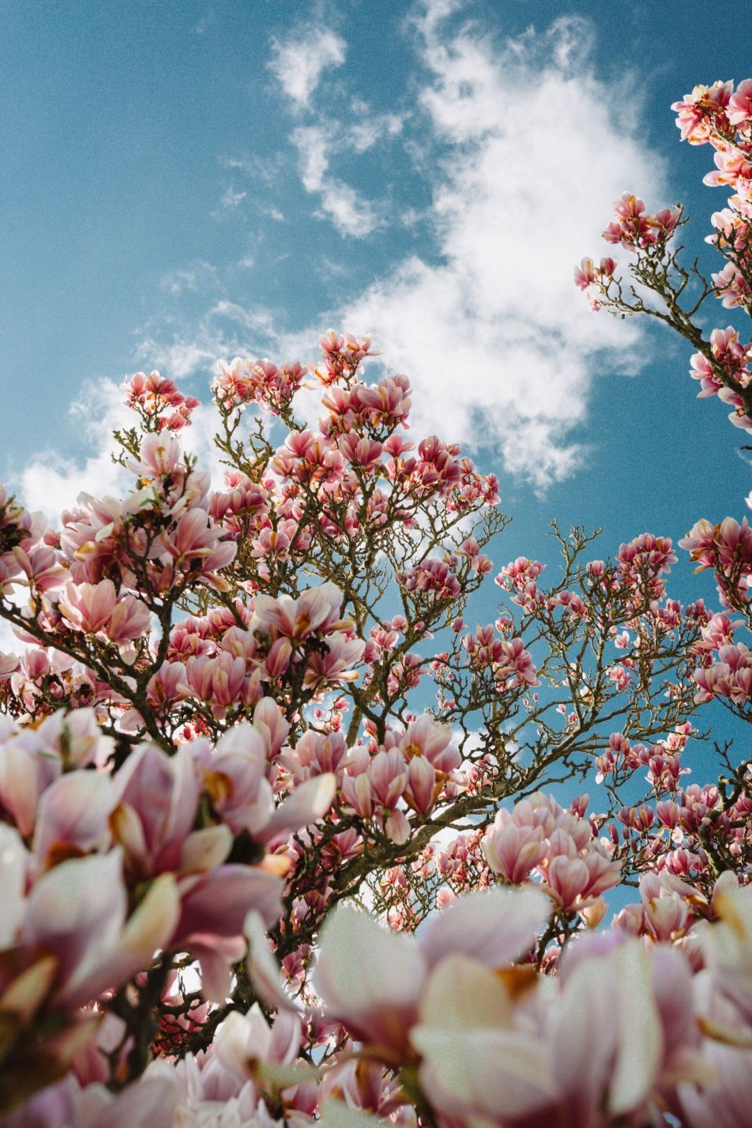 Procvjetale su zagrebačke magnolije