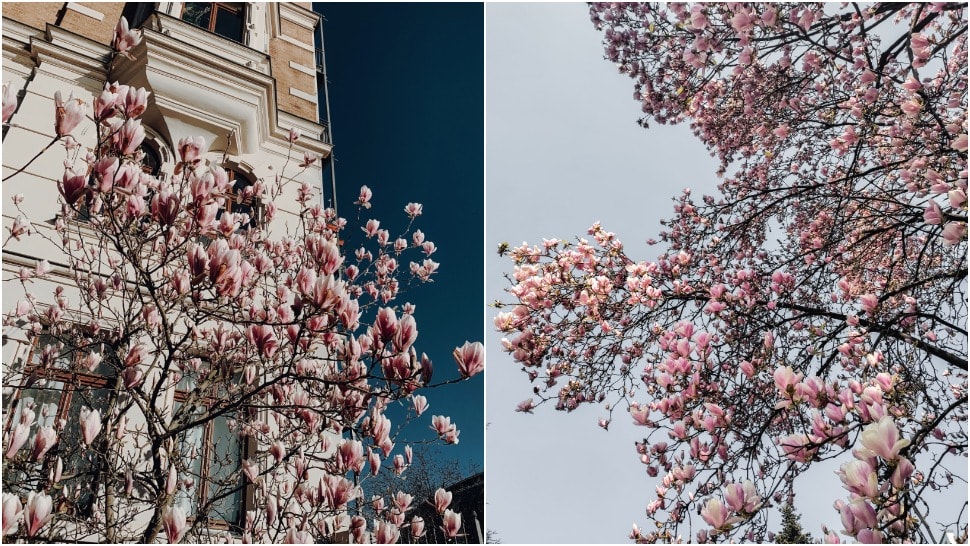 Procvjetale su zagrebačke magnolije