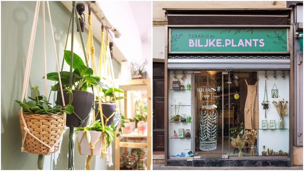 Zeleni vikend u plant shopu BILJKE.PLANTS