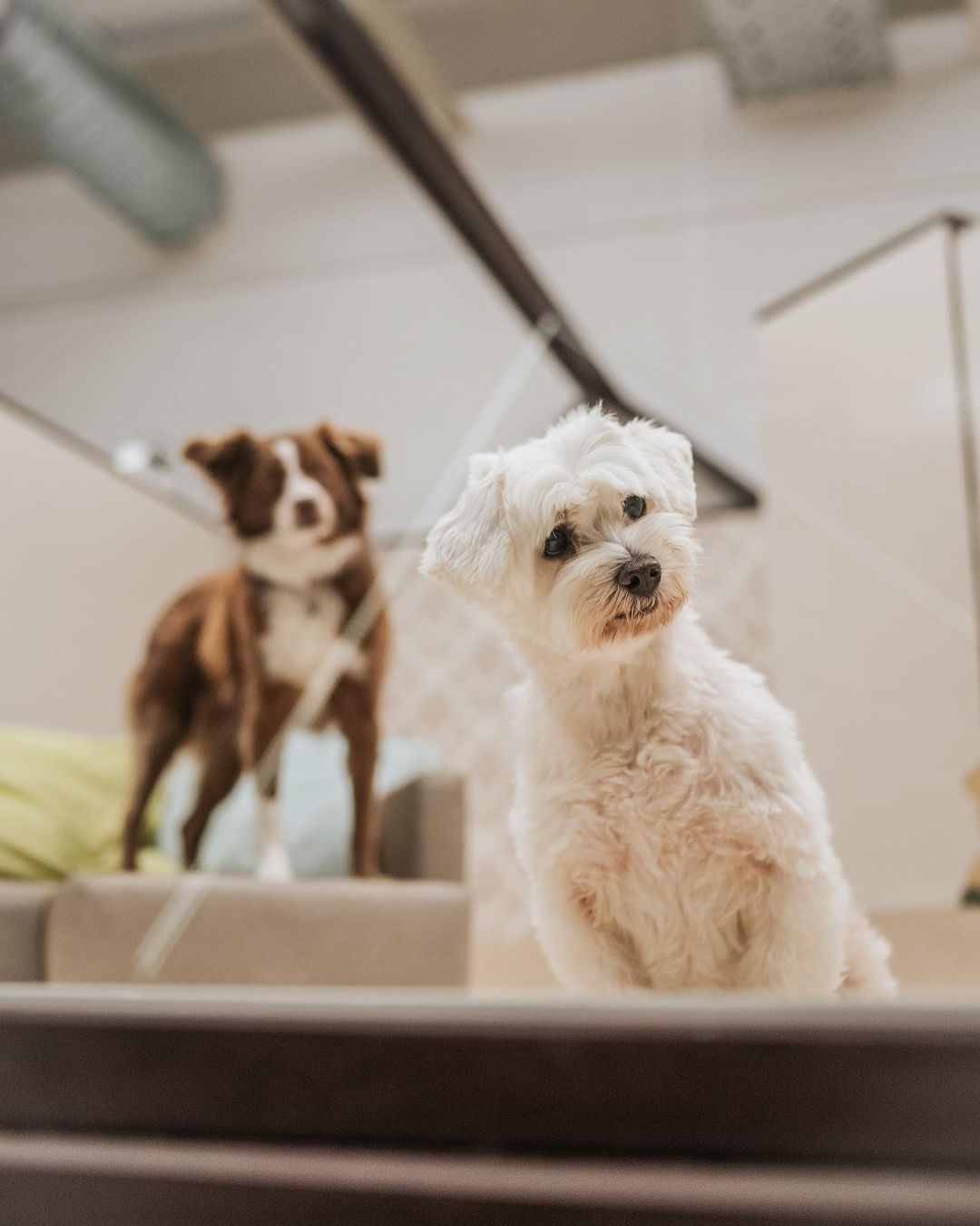 Journal Pets: Pronašli smo hotel za pse u kojem će vaš ljubimac uživati