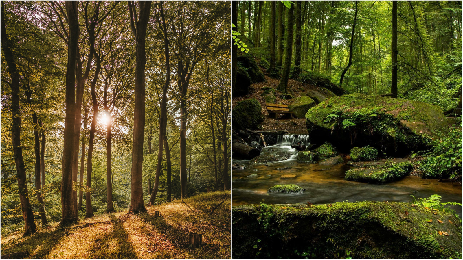 Vikend izlet: Prošetali smo kroz jedanaest predivnih šuma koje su odličan lijek za relaksaciju