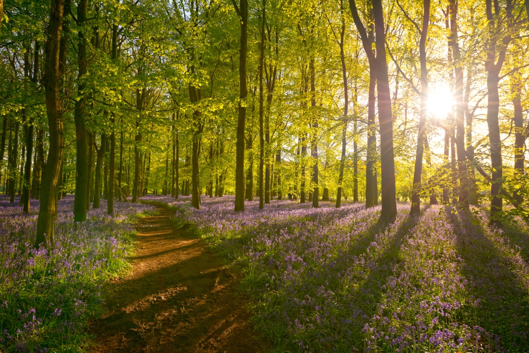 Kako pobijediti proljetni umor? Pronašli smo lijek šetajući ovim predivnim šumama u okolici Zagreba