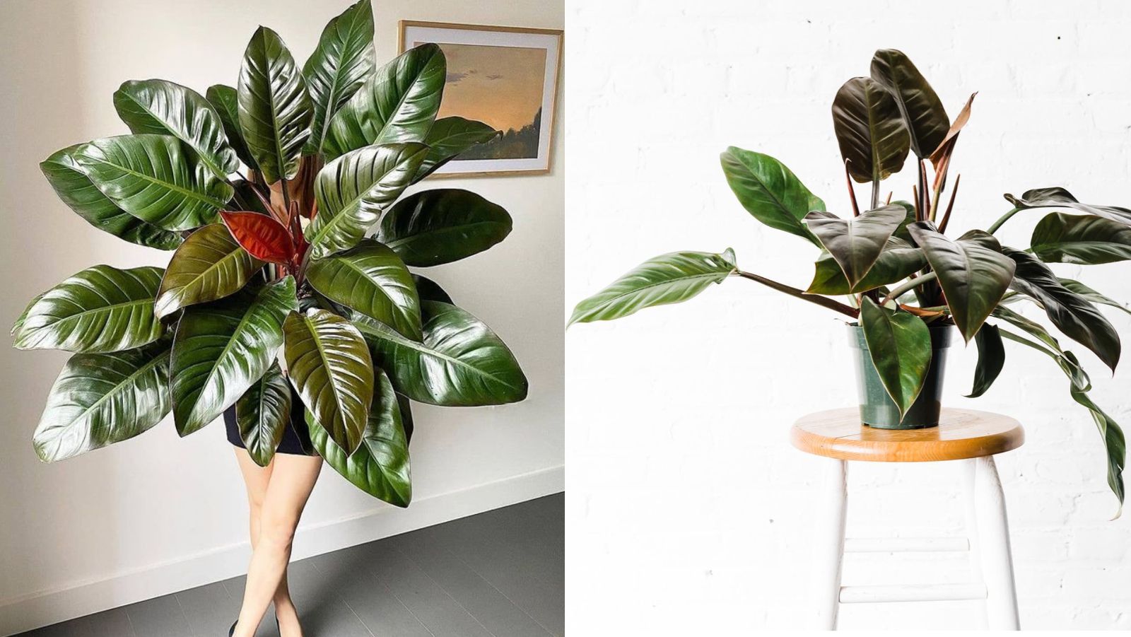 Journal biljka mjeseca: Imperial Red philodendron