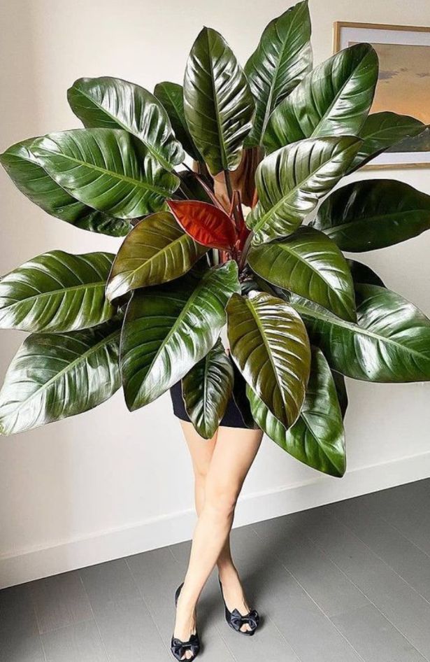 Journal biljka mjeseca: Imperial Red philodendron