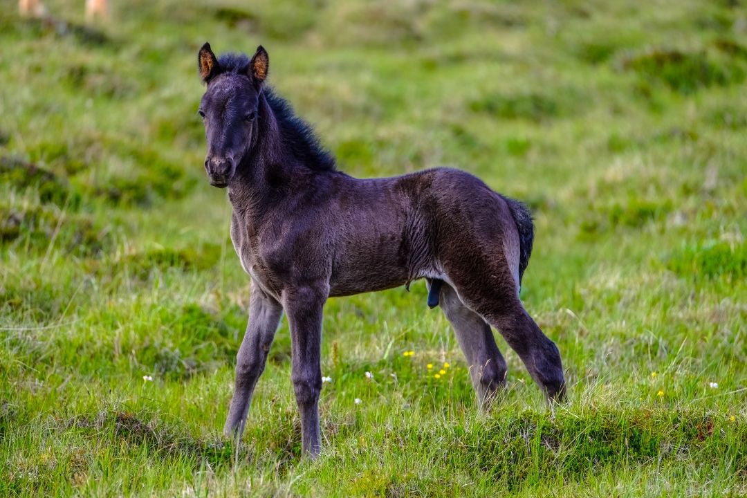 mali poni
