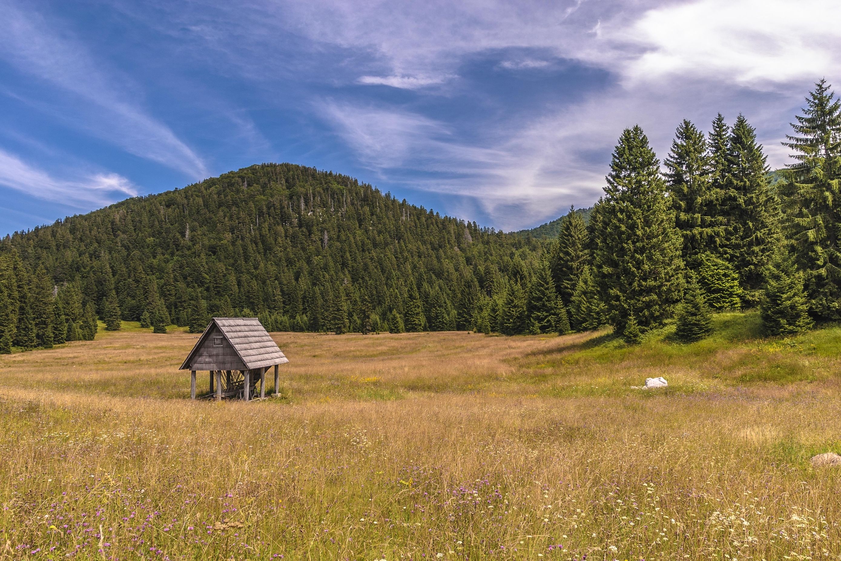 Risnjak