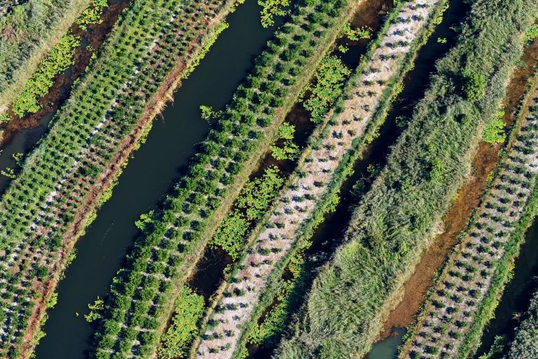 plantaža mandarina Neretva