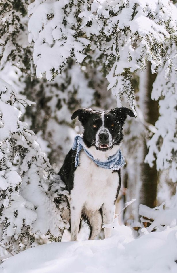 Journal pets: Stigle su prve Bark & Run bandane iz zimske kolekcije