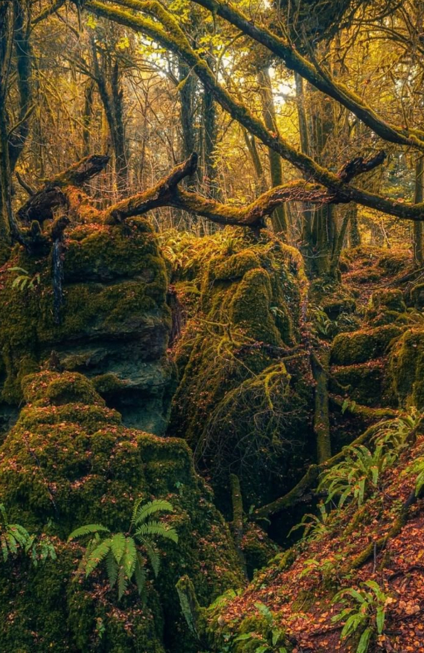 Prošećite čudnovatom šumom Puzzlewood u kojoj se snimao film ‘Star Wars’