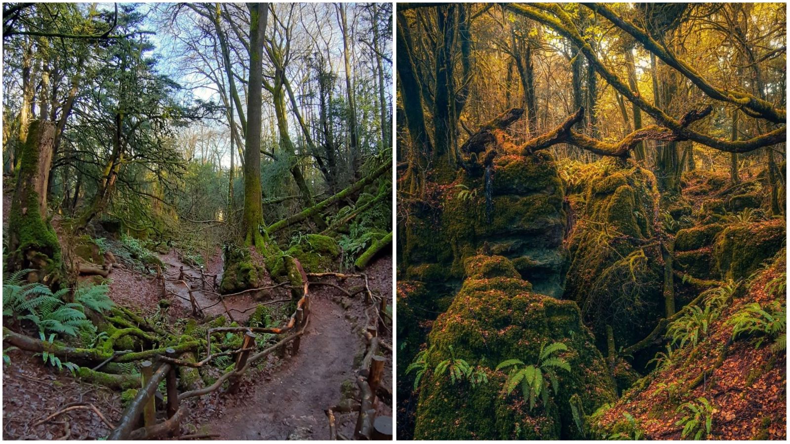 Prošećite čudnovatom šumom Puzzlewood u kojoj se snimao film ‘Star Wars’