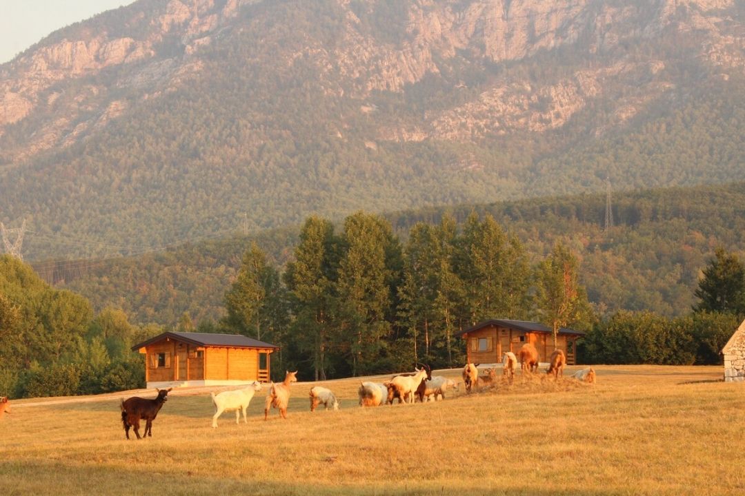 Žabljak Sinjajevina Gjeravica djeravica decani pec airbnb balkan prokletije Karpati Rumunija Crna Gora Srbija Kosovo Novi Sad Fruška Gora Fruškać Ledinci