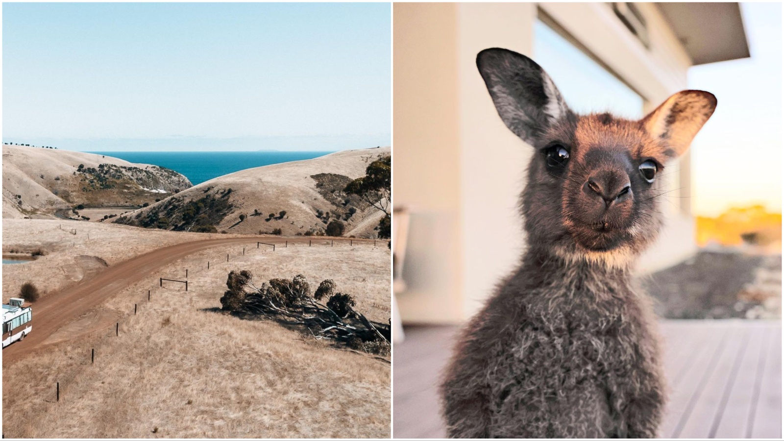 Otok klokana: Bajkovito mjesto u Australiji koje se našlo na našoj wishlisti