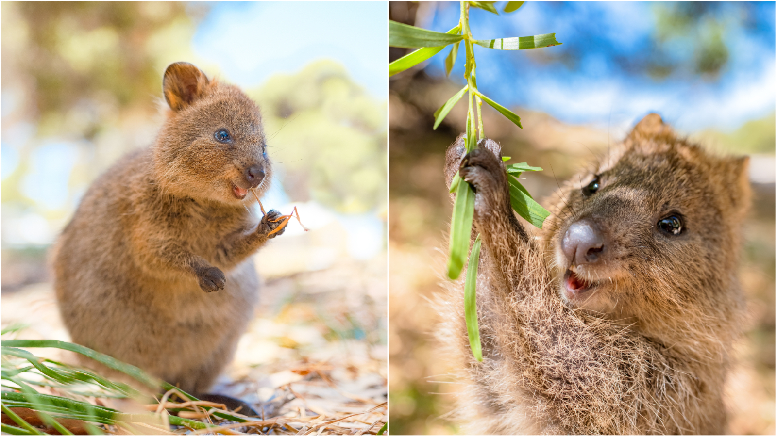 Otok Rottnest u Australiji dom je najslađim životinjicama – upoznajte Quokke