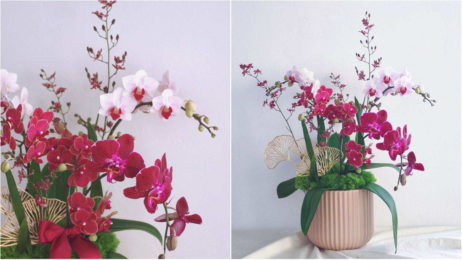Počeli su Dani orhideja – evo gdje ih možete nabaviti povoljno