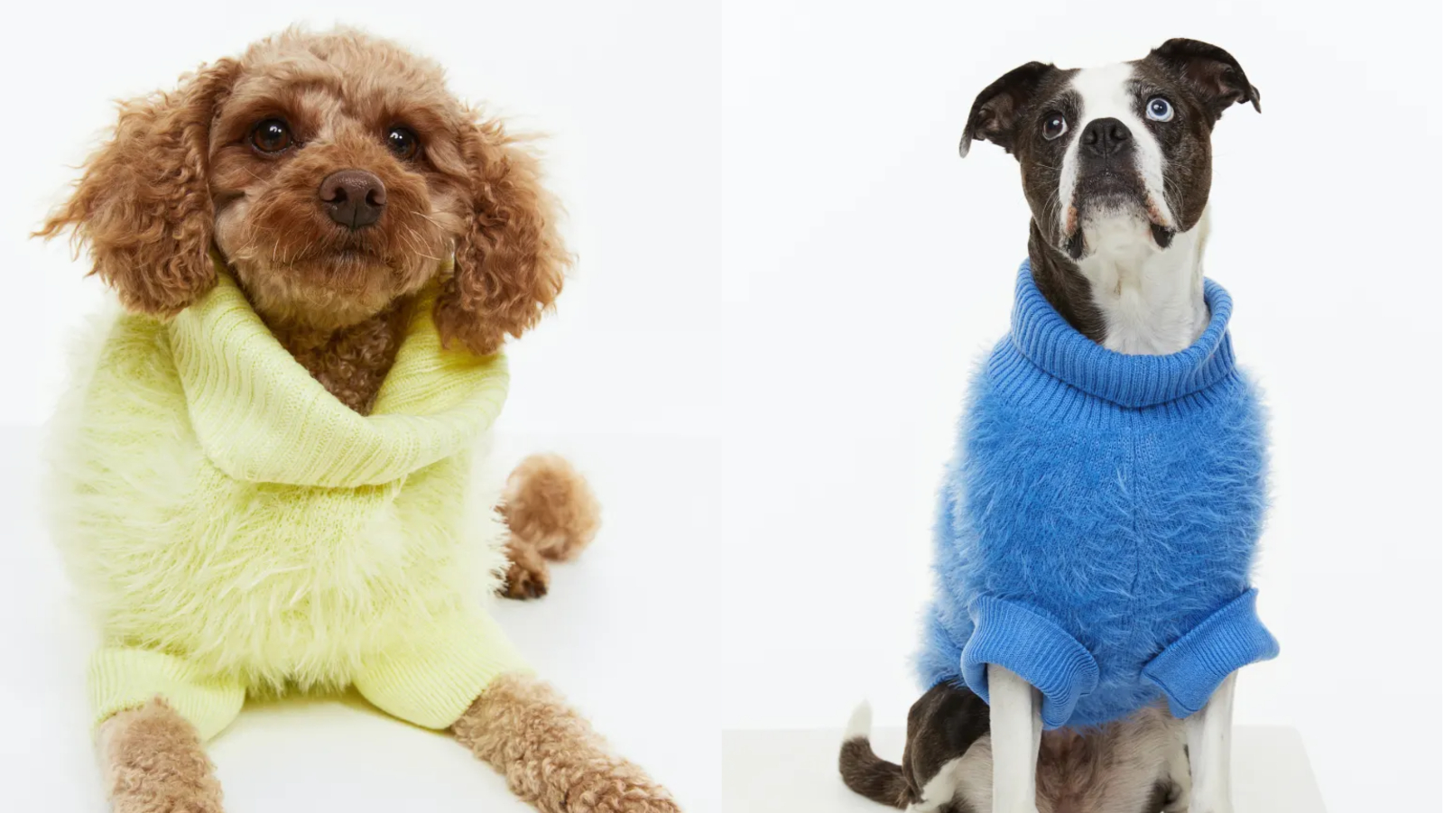 Pogledajte ove neodoljive H&M džempere za pse