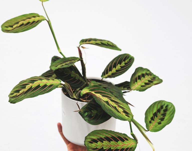 maranta-prayer-plant